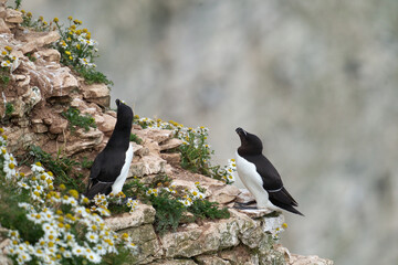 Razorbill, Alca torda