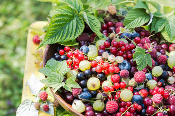 Freshly gathered juicy colorful berries outdoors in leaves background, mix of red currants, black...