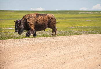 Badlands National Park, SD, USA - June 1, 2008: Brown Bison bull walks along brown dirt and gravel road with green prairie in back under light blue sky.
