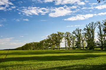 Rural landscape with blooming rape and trees growing along the road