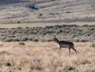 Pronghorn Antelope Doe in the Utah Desert