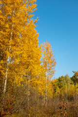Autumn landscape. Yellow trees against a bright blue sky. vertical photo