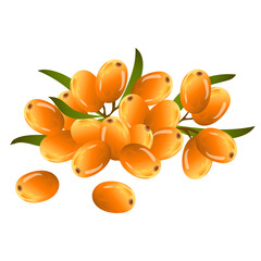 Ripe orange colored sweet sea buckthorn with green leaves herb vector illustration isolated on white background.

