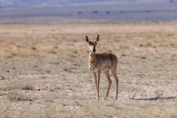 Pronghorn Antelope Doe in the Utah Desert