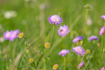 Flowers of Knautia close up on a meadow