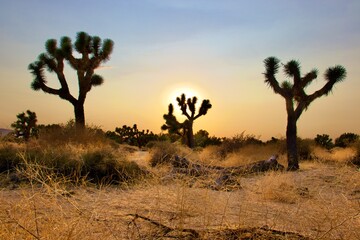 Naklejka na ściany i meble Beautiful California Desert Landscape Taken During The Evening Golden Hour