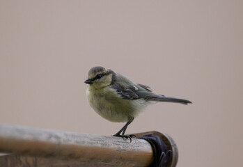 Young blue tit on wood perch 