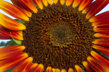 close up of sunflower - 446311608