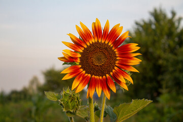 sunflower in the field - 446311611