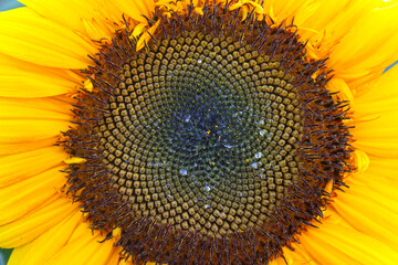 sunflower close up - 446311630