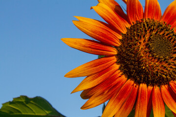 sunflower against blue sky - 446311645