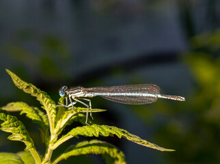 blue dragonfly on a leaf - 446311663
