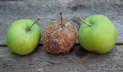rotten apple and two green