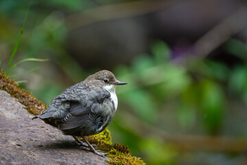 Young white-throated dipper on a rock in the mountain river
