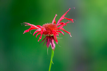 Scarlet Bee balm at Lake Winfield Scott