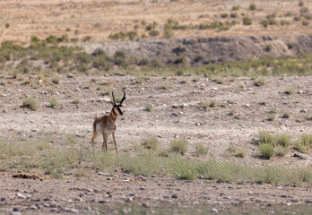 Pronghorn Antelope Buck in the Utah Desert