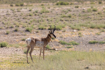 Pronghorn Antelope Buck in the Utah Desert