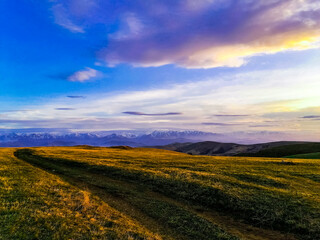 Fototapeta premium field of wheat