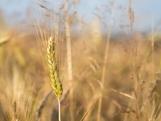 kłos pszenicy w promieniach słońca 