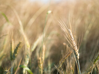 kłos pszenicy w promieniach słońca 