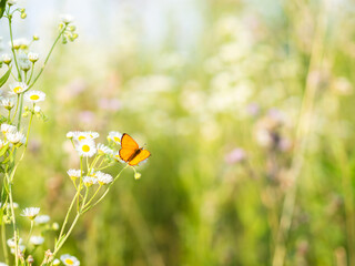 pomarańczowy motyl na łące pośród roślin 