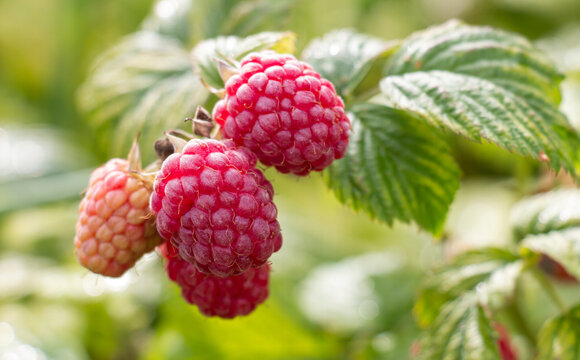 Ripe red raspberries on a bush against a background of green foliage, close-up, eco berry, raspberries saturated with vitamins, banner