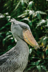 Shoebill,Balaeniceps rex, also known as whalehead is a large tall bird and lives in tropical east Africa.It has huge, bulbous bill and blue-grey feathers.Exotic animal in ZOO.