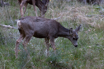A Small Spike Buck in Zion