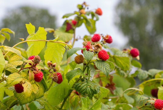 Ripe red raspberries on a bush against a background of green foliage, close-up, eco berry, raspberries saturated with vitamins