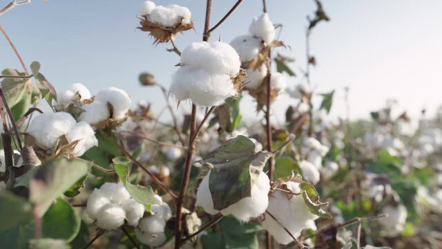 ripe white cotton bush, cotton field
