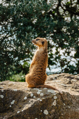 Cute meerkat,Suricata suricatta, or suricate standing on rear legs. Small funny mongoose watching surroundings by turning head side to side.African animal