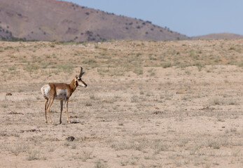 Pronghorn Antelope Buck in the Utah Desert