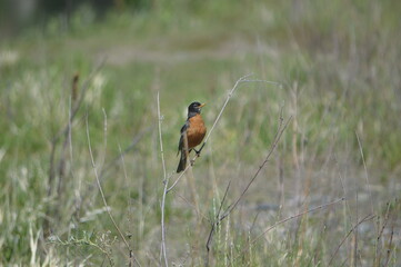 Robin in a feild