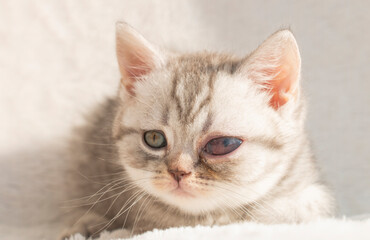 small kitten with congenital cataract of the left eye, ocular high pressure, fatal disease