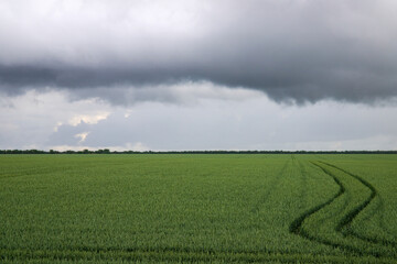 Wheat field against a stormy sky