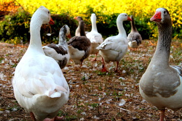 geese in the park