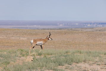 Naklejka premium Pronghorn Antelope Buck in the Utah Desert