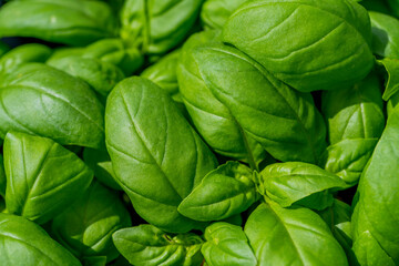 Fresh green basil plant as background, top view, macro close-up. High quality photo