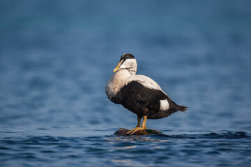 Common Eider (Somateria mollissima) perched on a rock in the sea.