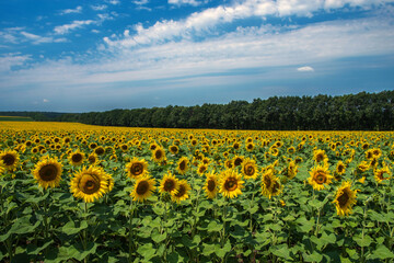 A field with flowers of sunflower against the background of the grove and the blue sky. Selective focus.