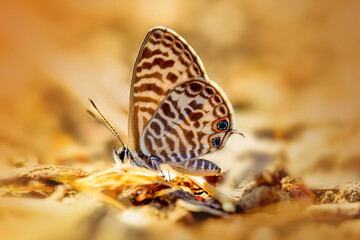Zebra blue butterfly perched on ground