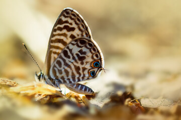 Tiny butterfly closeup
