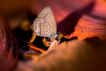 butterfly on a leaf, Zebra blue sitting on dry leaf