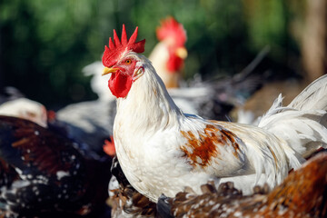 White cock among colorful hens on a green background