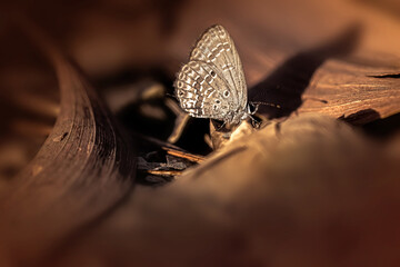 Tiny butterfly in morning light