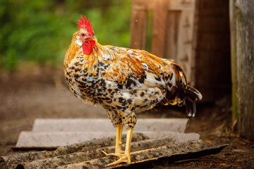 A brown speckled rooster stands at the entrance to the coop