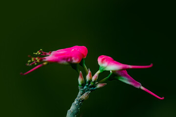 Beautiful pink flower