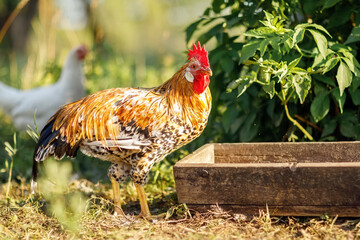 A young rooster feeds on a trough on a beautiful summer day