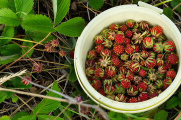 Forest strawberries gathered in a bucket among green foliage. Strawberry field. Collecting berries.
