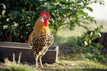 Speckled young, orange colour cock in the beautiful rustic background